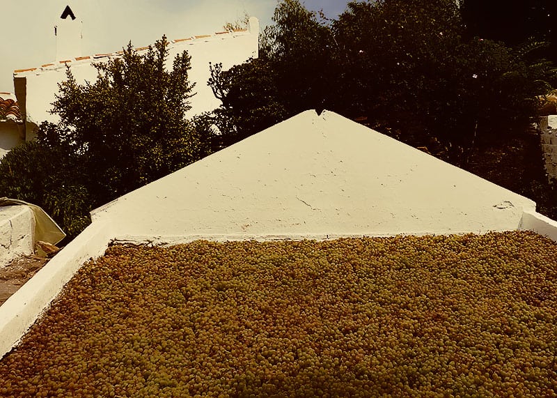 Secado de uvas Moscatel de Málaga