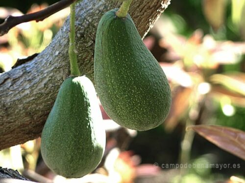 Fruta de aguacate Fuerte. Producto local