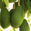 Comprar aguacates online Málaga, variedad Hass