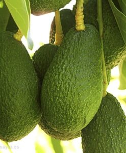 Comprar aguacates online Málaga, variedad Hass