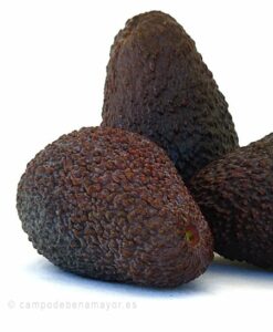 aguacate hass maduro