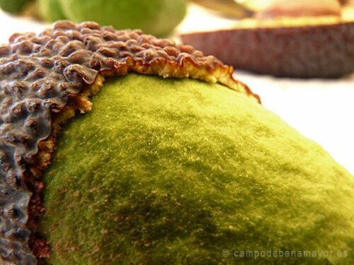 aguacate hass maduro