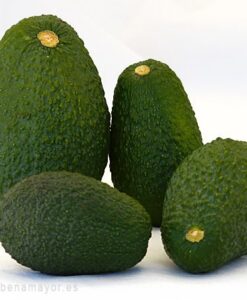 Comprar aguacates baratos de menor tamaño