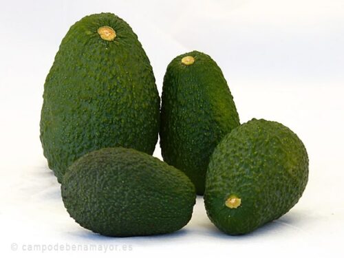 Comprar aguacates baratos de menor tamaño