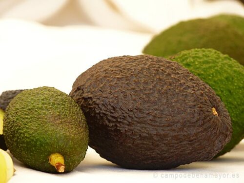 Diferentes calibres de aguacates variedad Hass