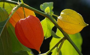 fruta uchuva, alquenqueje o pysalis