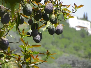 Casa rural en Cómpeta casa rural Cómpeta- el entorno de la casa- vista de los aguacates