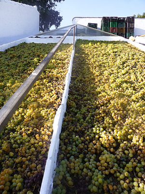 La uva se tiende en los paseros para que puedas comprar pasas de Málaga secadas de modo natural
