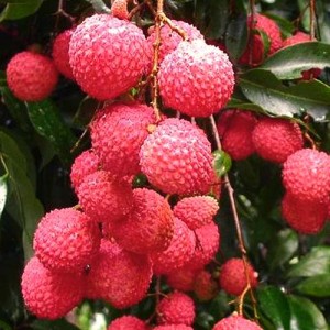 Frutas subtropicales en andalucía