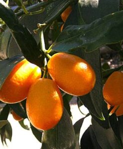 comprar kumquat