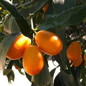 Kumquat