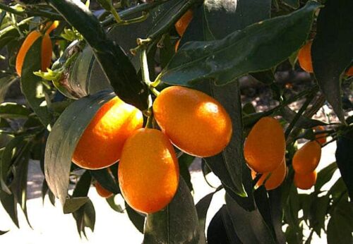 comprar kumquat