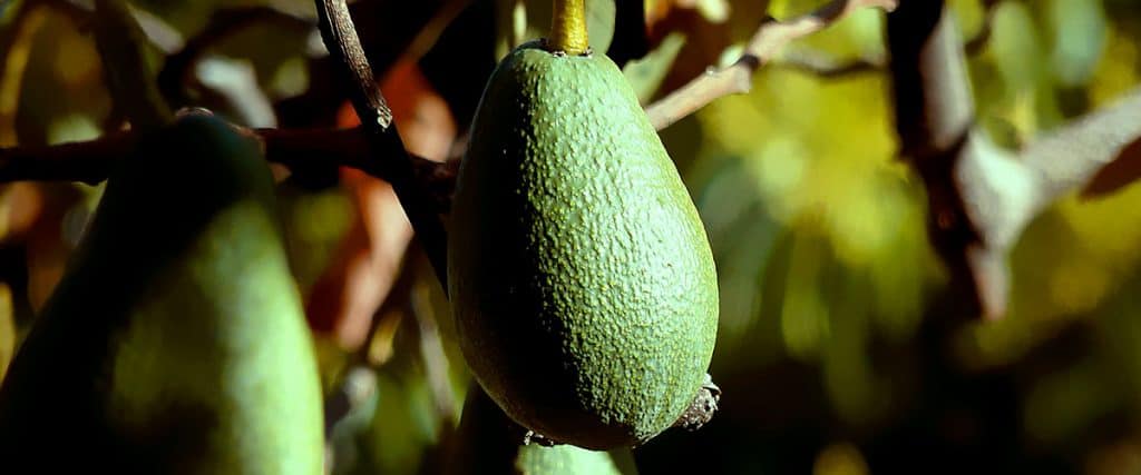 Información relevante acerca del cultivo del aguacate en España