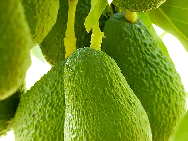 Fruta de aguacate Hass para comprar online