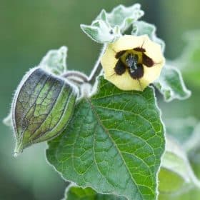 plantas de physalis (alquequenje)