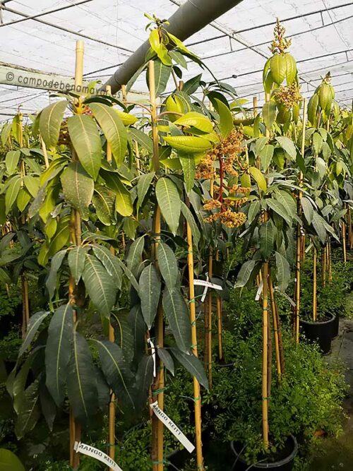 Árbol de mango Keitt con 2 años de edad