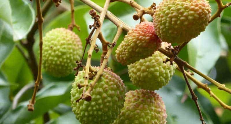 Para cultivar el lichi necesitas un clima adecuado