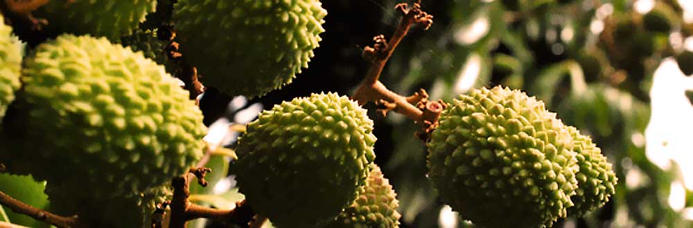 Conoce aquí el clima adecuado para el lichi