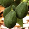 Comprar fruta de aguacate online