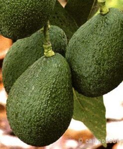 Comprar fruta de aguacate online