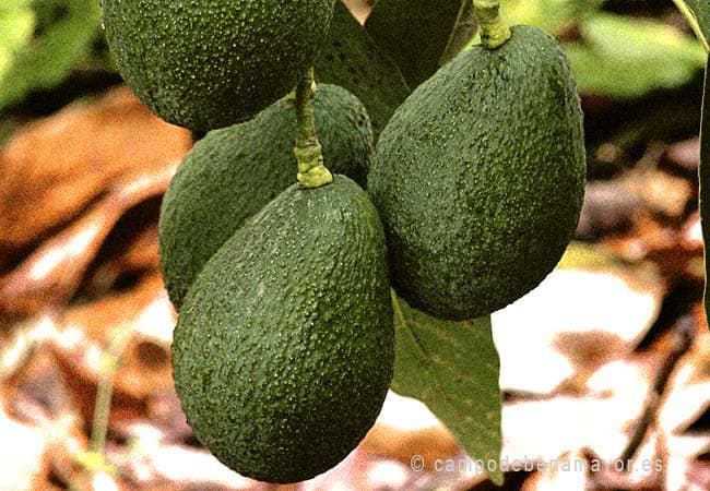 Comprar fruta de aguacate online