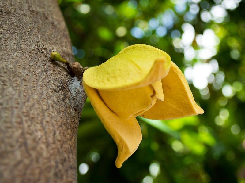 Puedes comprar el árbol de graviola, Annona muricata o guanábana