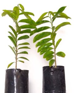 Comprar árbol de guanábana, una planta exótica de extraordinaria belleza