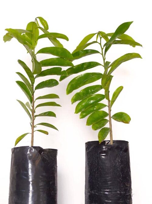 Comprar árbol de guanábana, una planta exótica de extraordinaria belleza
