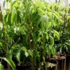 Aquí puedes comprar tu árbol de lichi de la variedad Brewster