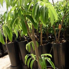Árboles de lichi - Variedad Wai Chee