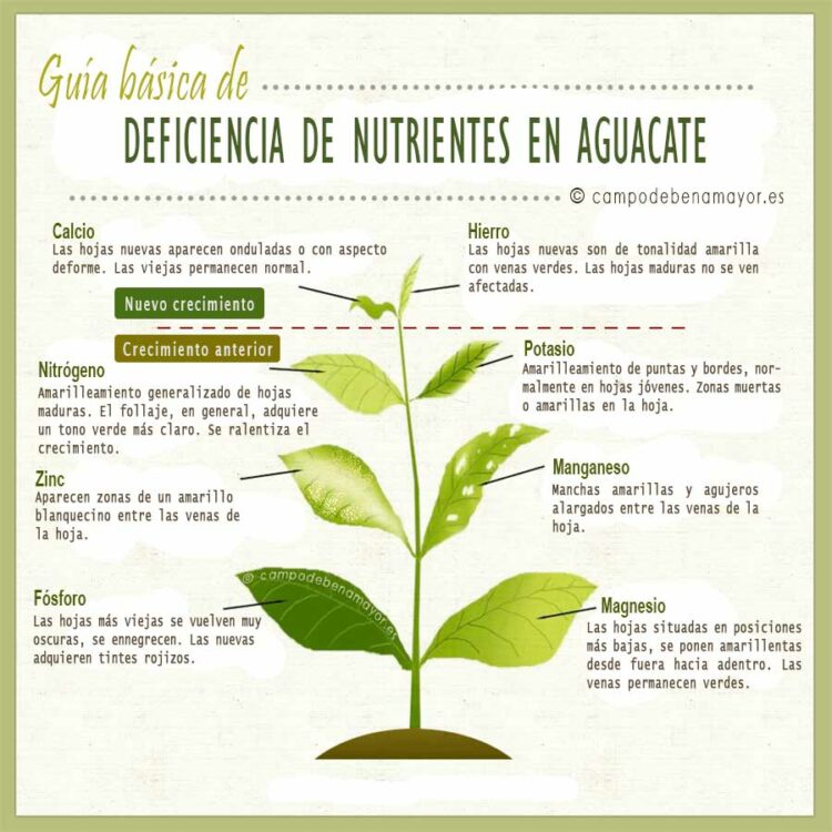 Deficiencia de nutrientes en aguacate