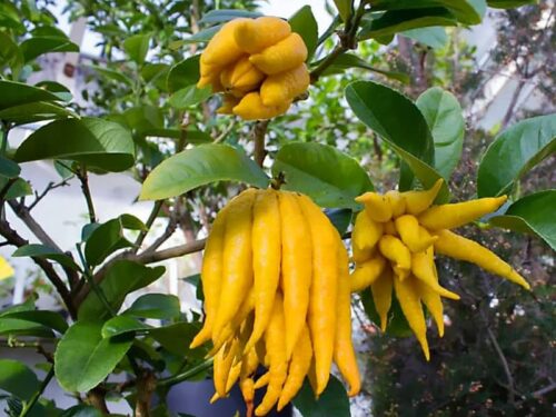 Fruta del árbol mano de Buda