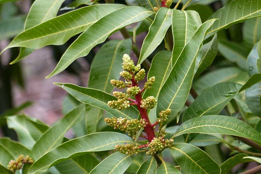 Hoja de mango. Úsala para hacer tu té de mango