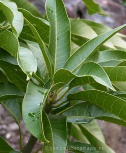 Hoja de mango