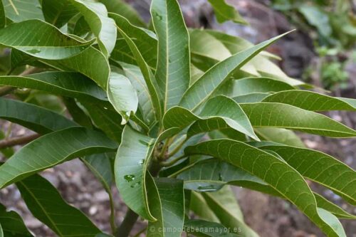 Hoja de mango