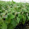 Plantas de lulo para comprar online