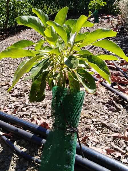 Malla de protección para árboles frutales puesta sobre un aguacate