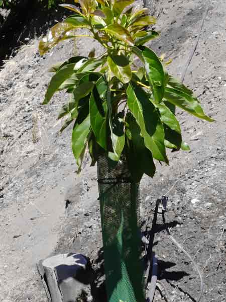 Malla protectora de árboles frutales - Campo de Benamayor