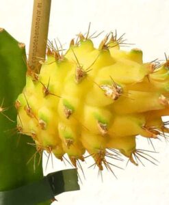 Plantas de pitaya para tu huerto o jardín