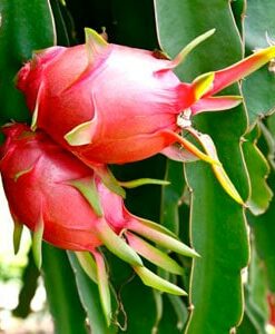 Plantas de pitaya