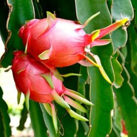 Planta de pitahaya