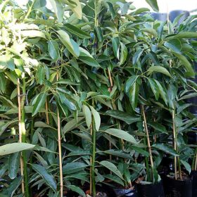 Árboles de aguacate Lamb Hass de 1, 2 y 3 años