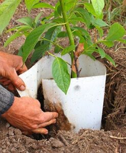 Vivero de aguacate Hass en Málaga