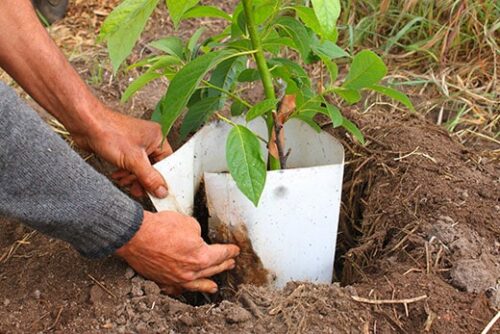 Vivero de aguacate Hass en Málaga