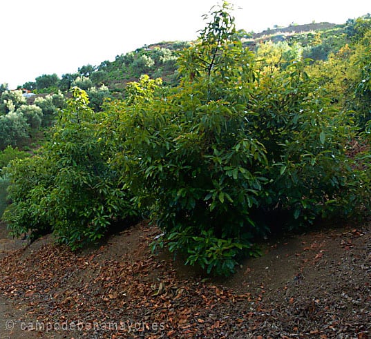 Planta de aguacate Hass, viveros en Málaga