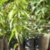 Planta de mango Ataulfo