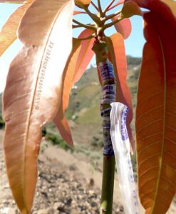 Detalle del injerto en la planta de mango Irwin