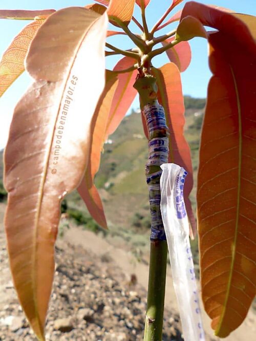 Detalle del injerto en la planta de mango Irwin