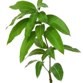 Planta de mango Keitt