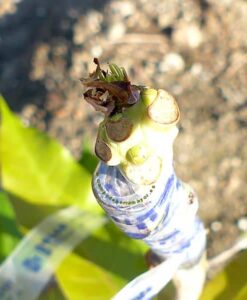 Planta de mango Keitt, detalle del injerto